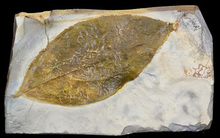 Fossil Dogwood Leaf - Montana #31991